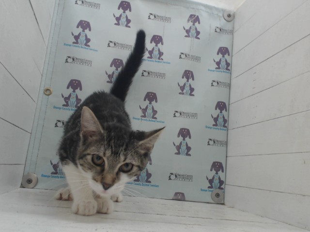 Shelter Stray Female Cat last seen , 2769 Conroy Rd, Orlando, FL 32839, USA