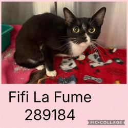 Shelter Stray Female Cat last seen SHERATON DR, 4214 Fulton Mill Rd, Macon, GA 31216, USA