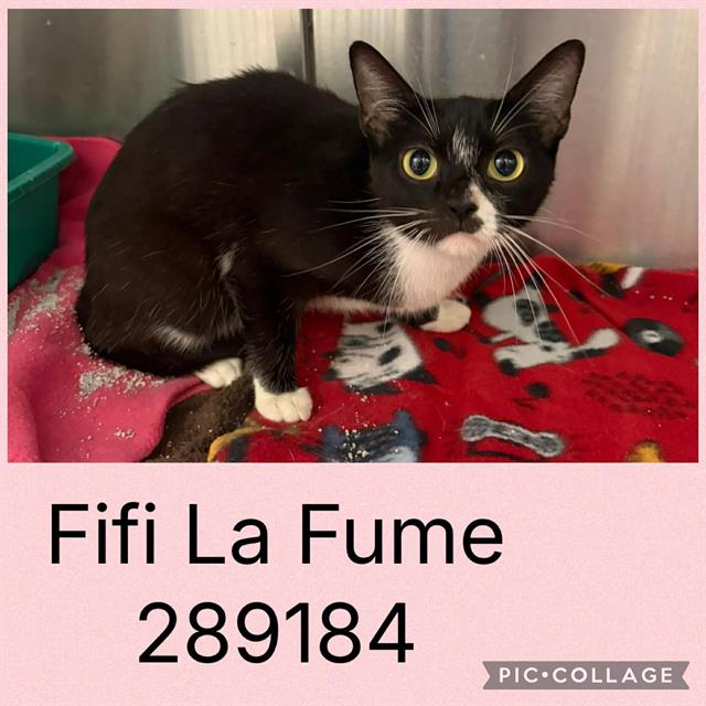 Shelter Stray Female Cat last seen SHERATON DR, 4214 Fulton Mill Rd, Macon, GA 31216, USA