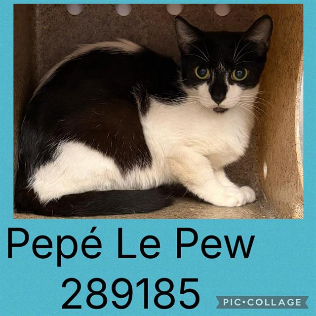 Shelter Stray Unknown Cat last seen SHERATON DR, 4214 Fulton Mill Rd, Macon, GA 31216, USA