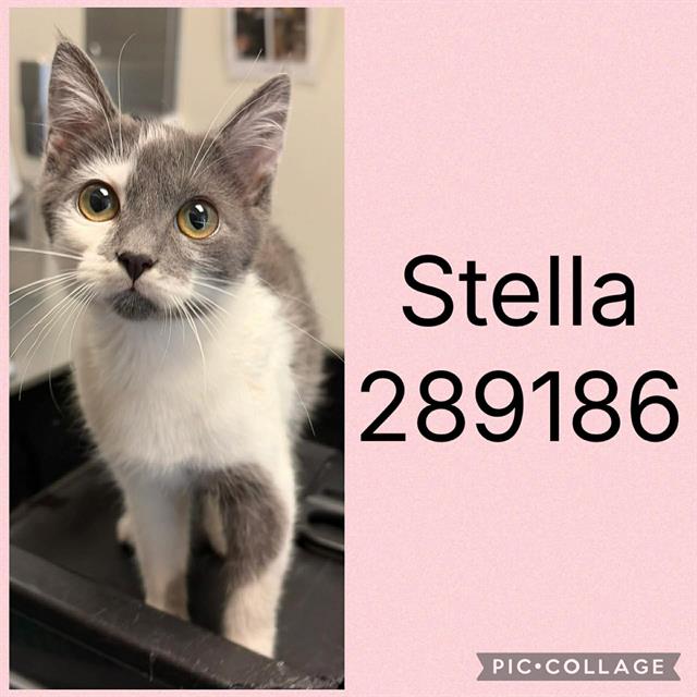 Shelter Stray Female Cat last seen SHERATON DR, 4214 Fulton Mill Rd, Macon, GA 31216, USA