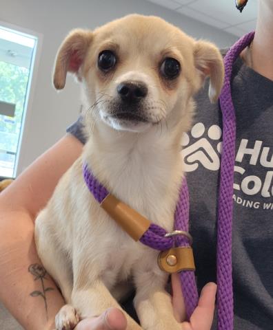 Shelter Stray Male Dog last seen , 2080 S Quebec St, Denver, CO 80231, USA