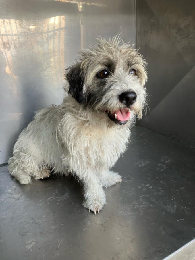 Shelter Stray Female Dog last seen Near BLOCK S WASHINGTON AVE, WICHITA KS 67202, 3303 N Hillside St, Wichita, KS 67219, USA