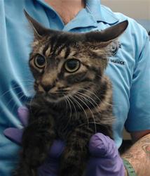 Shelter Stray Female Cat last seen Near BLOCK CRANDON BLVD, 3599 NW 79th Ave, Doral, FL 33122, USA