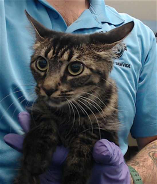 Shelter Stray Female Cat last seen Near BLOCK CRANDON BLVD, 3599 NW 79th Ave, Doral, FL 33122, USA