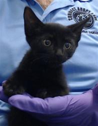 Shelter Stray Female Cat last seen Near BLOCK CRANDON BLVD, 3599 NW 79th Ave, Doral, FL 33122, USA