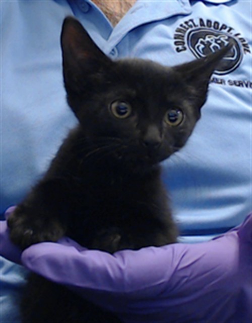 Shelter Stray Female Cat last seen Near BLOCK CRANDON BLVD, 3599 NW 79th Ave, Doral, FL 33122, USA