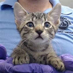 Shelter Stray Male Cat last seen Near BLOCK CRANDON BLVD, 3599 NW 79th Ave, Doral, FL 33122, USA