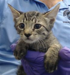 Shelter Stray Male Cat last seen Near BLOCK CRANDON BLVD, 3599 NW 79th Ave, Doral, FL 33122, USA