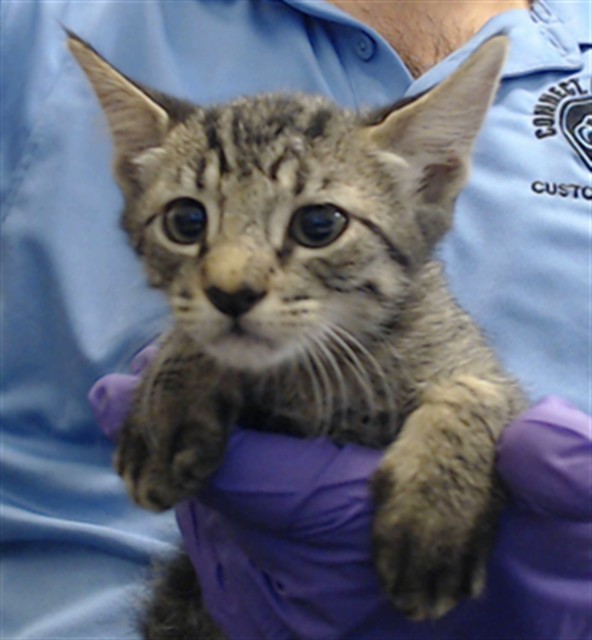 Shelter Stray Male Cat last seen Near BLOCK CRANDON BLVD, 3599 NW 79th Ave, Doral, FL 33122, USA