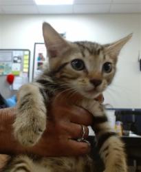Shelter Stray Male Cat last seen Near BLOCK SW 127 CT, 3599 NW 79th Ave, Doral, FL 33122, USA