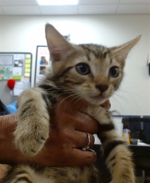 Shelter Stray Male Cat last seen Near BLOCK SW 127 CT, 3599 NW 79th Ave, Doral, FL 33122, USA