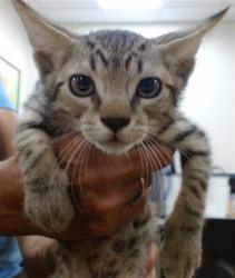 Shelter Stray Male Cat last seen Near BLOCK SW 127 CT, 3599 NW 79th Ave, Doral, FL 33122, USA