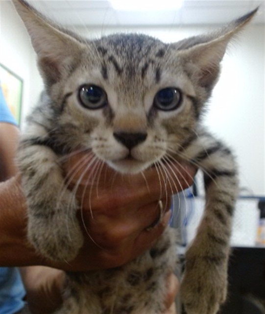 Shelter Stray Male Cat last seen Near BLOCK SW 127 CT, 3599 NW 79th Ave, Doral, FL 33122, USA