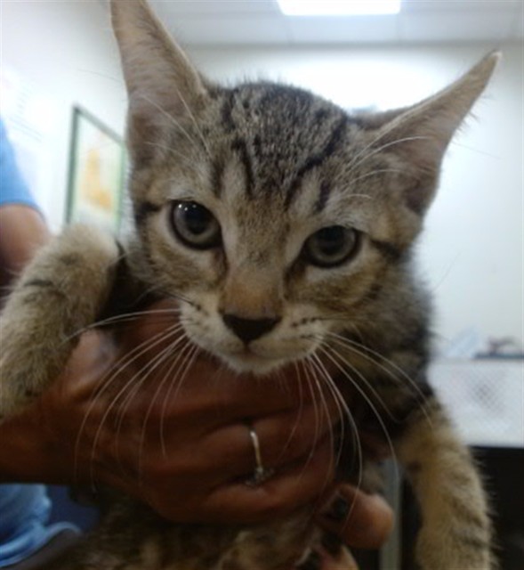 Shelter Stray Female Cat last seen Near BLOCK SW 127 CT, 3599 NW 79th Ave, Doral, FL 33122, USA