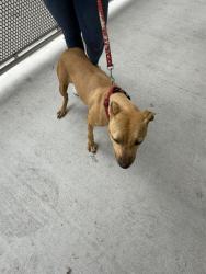 Shelter Stray Female Dog last seen Near BLOCK AVE 230 TER, 3599 NW 79th Ave, Doral, FL 33122, USA