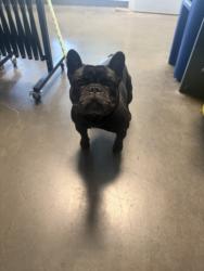 Shelter Stray Male Dog last seen , West Valley Animal Shelter, 20655 Plummer St, Chatsworth, CA 91311, USA