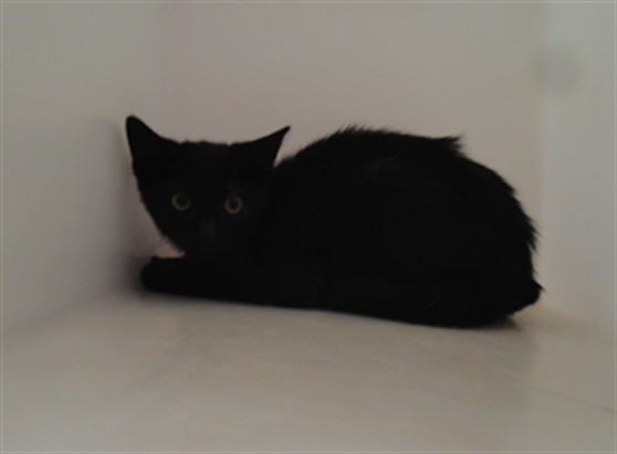 Shelter Stray Male Cat last seen Near BLOCK CENTRAL AVE SW, 3001 2nd St SW, Albuquerque, NM 87105, USA