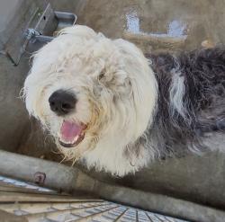 Shelter Stray Male Dog last seen , 1850 W 60th St, Los Angeles, CA 90047, USA