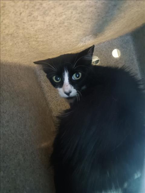 Shelter Stray Female Cat last seen , 1850 W 60th St, Los Angeles, CA 90047, USA