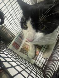 Shelter Stray Unknown Cat last seen , 1850 W 60th St, Los Angeles, CA 90047, USA