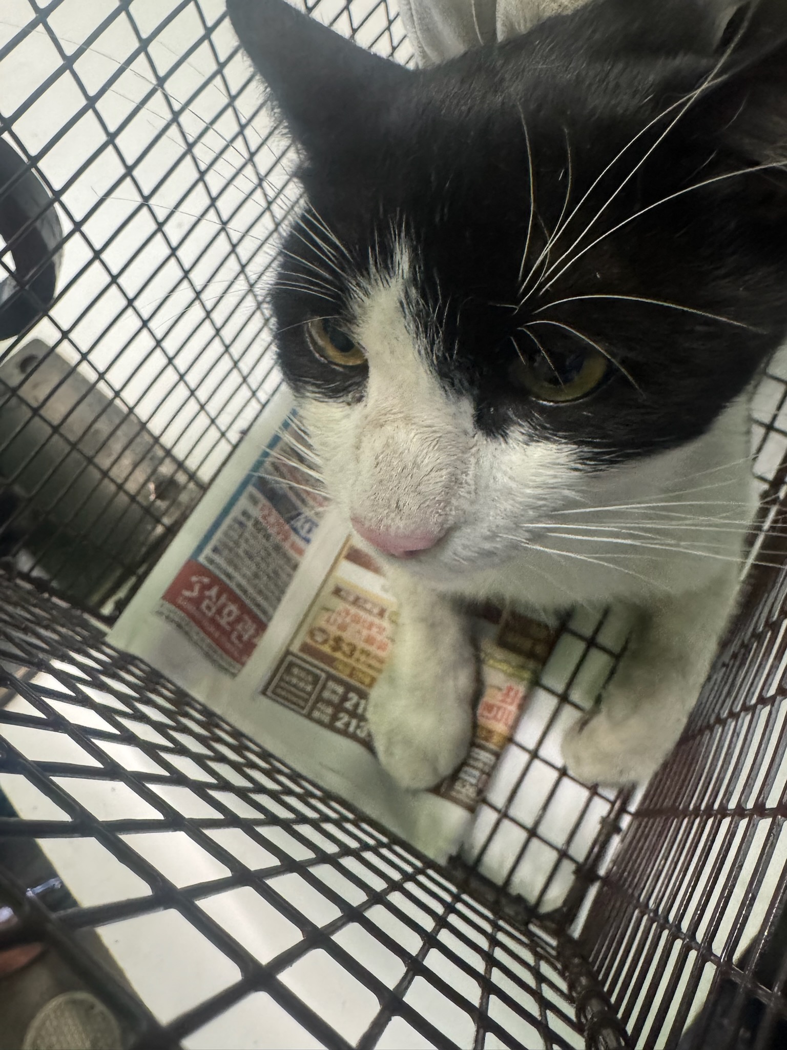 Shelter Stray Male Cat last seen , 1850 W 60th St, Los Angeles, CA 90047, USA