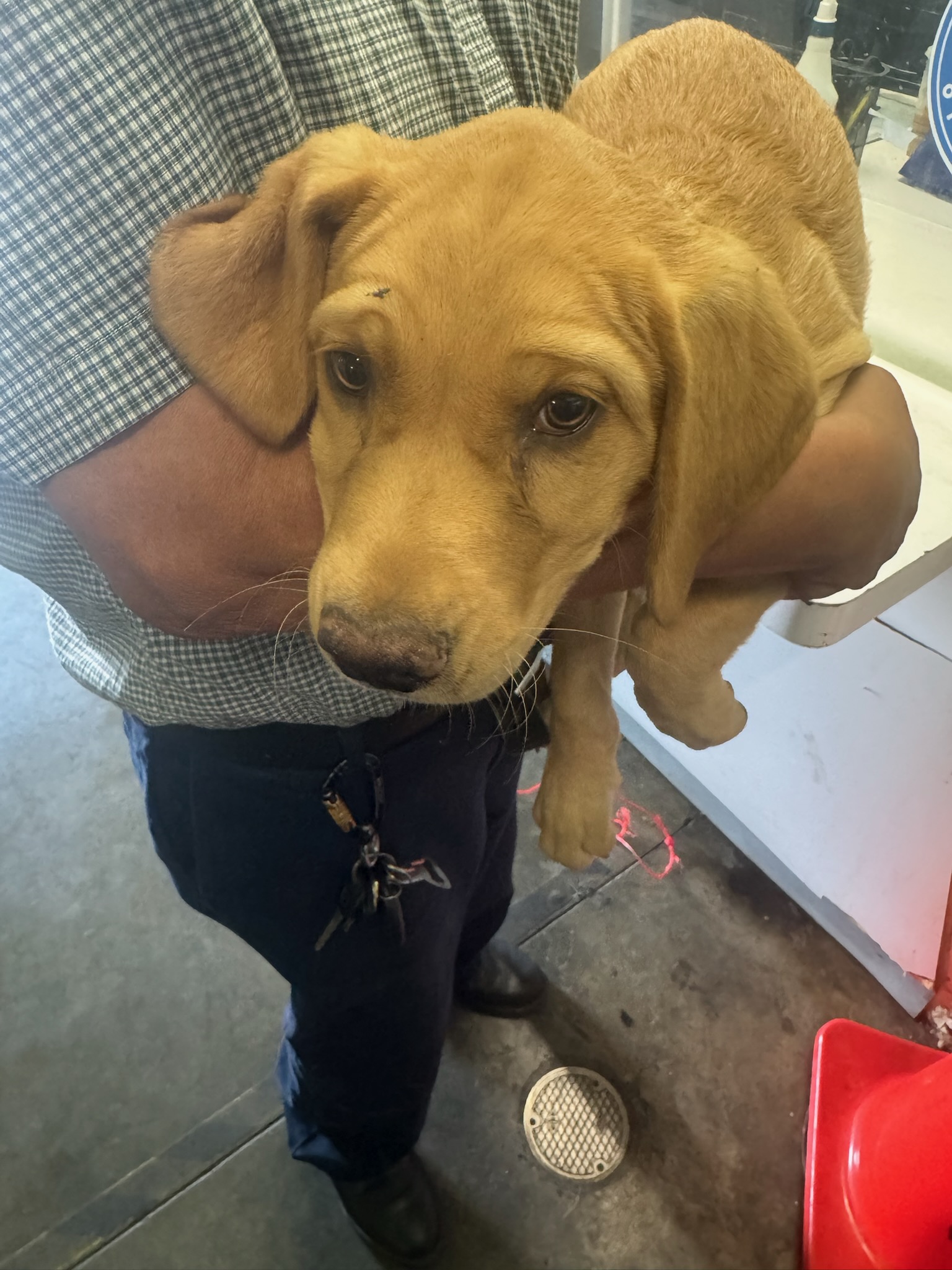 Shelter Stray Female Dog last seen , 1850 W 60th St, Los Angeles, CA 90047, USA