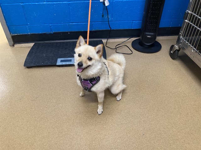 Shelter Stray Female Dog last seen ST CHARLES CO, 4850 Mid Rivers Mall Dr, St Peters, MO 63376, USA