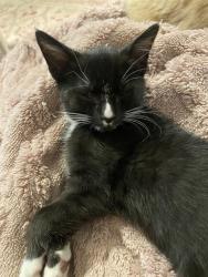 Shelter Stray Male Cat last seen CHARLOTTE, 8315 Byrum Dr, Charlotte, NC 28217, USA