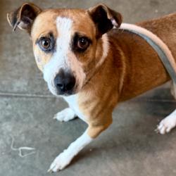 Shelter Stray Male Dog last seen THRILL HILL RD EUSTIS, 12280 County Rd 448, Tavares, FL 32778, USA