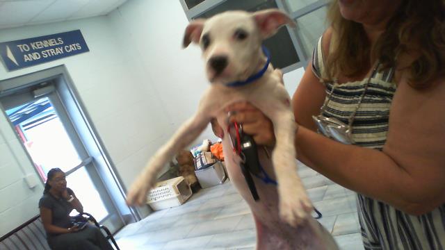 Shelter Stray Female Dog last seen CHARLOTTE, 8315 Byrum Dr, Charlotte, NC 28217, USA