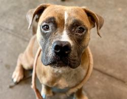 Shelter Stray Male Dog last seen E DOANE AVE EUSTIS, 12280 County Rd 448, Tavares, FL 32778, USA