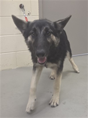 Shelter Stray Female Dog last seen , 232 Eslinger Way, Sanford, FL 32773, USA