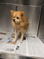 Shelter Stray Male Dog last seen , 14409 Vanowen St, Van Nuys, CA 91405, USA
