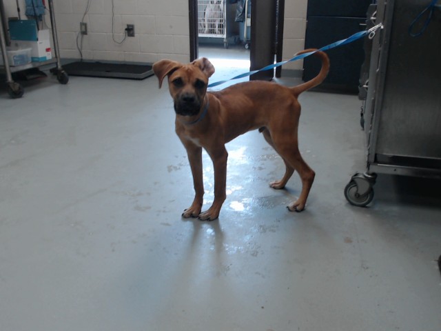 Shelter Stray Male Dog last seen Near BLOCK DORMY CIR, FAYETTEVILLE NC 28314, 4704 Corporation Dr, Fayetteville, NC 28306, USA
