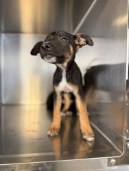 Shelter Stray Male Dog last seen Near BLOCK NASHVILLE CT, HEMET, CA, 581 S Grand Ave, San Jacinto, CA 92582, USA