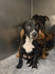 Shelter Stray Male Dog last seen Near BLOCK NASHVILLE CT, HEMET, CA, 581 S Grand Ave, San Jacinto, CA 92582, USA