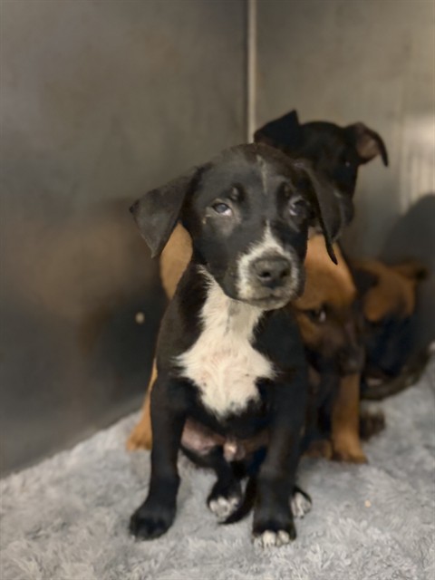 Shelter Stray Male Dog last seen Near BLOCK NASHVILLE CT, HEMET, CA, 581 S Grand Ave, San Jacinto, CA 92582, USA