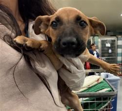 Shelter Stray Female Dog last seen Near BLOCK NASHVILLE CT, HEMET, CA, 581 S Grand Ave, San Jacinto, CA 92582, USA
