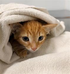 Shelter Stray Male Cat last seen , 600 Aviation Dr, Camarillo, CA 93010, USA