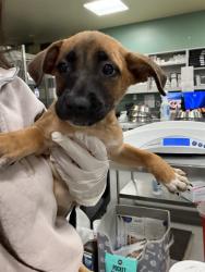 Shelter Stray Female Dog last seen Near BLOCK NASHVILLE CT, HEMET, CA, 581 S Grand Ave, San Jacinto, CA 92582, USA