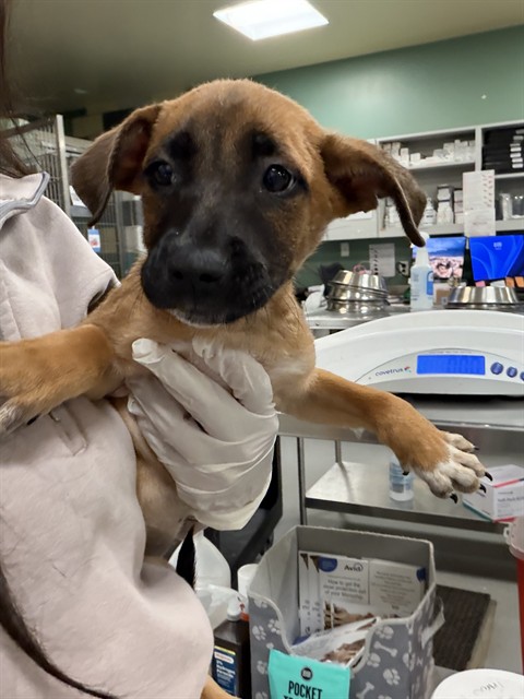 Shelter Stray Female Dog last seen Near BLOCK NASHVILLE CT, HEMET, CA, 581 S Grand Ave, San Jacinto, CA 92582, USA