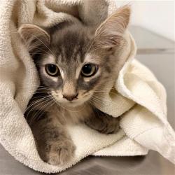 Shelter Stray Male Cat last seen , 600 Aviation Dr, Camarillo, CA 93010, USA