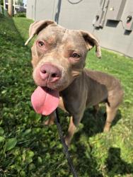 Shelter Stray Female Dog last seen Near BLOCK LILAC DR,63137, 10521 Baur Blvd, Olivette, MO 63132, USA
