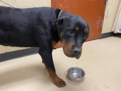Shelter Stray Female Dog last seen , 3839 W Burnham St, West Milwaukee, WI 53215, USA