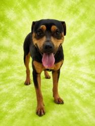 Shelter Stray Female Dog last seen Near BLOCK E 31ST ST, 2020 Forest St, Jacksonville, FL 32204, USA