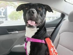 Shelter Stray Female Dog last seen Near BLOCK W ENCANTO BLVD, 5501 E Van Buren St, Phoenix, AZ 85008, USA