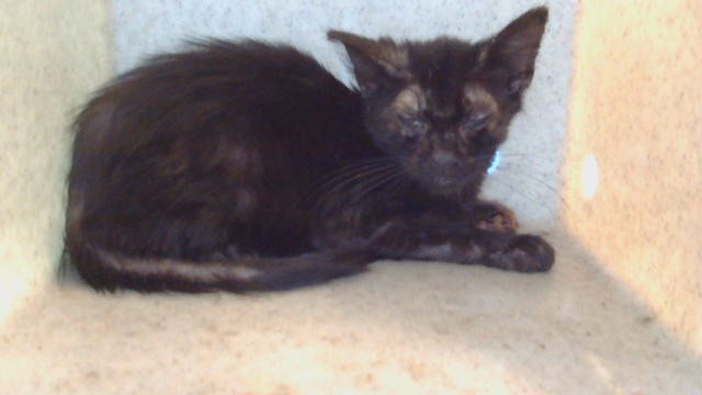 Shelter Stray Female Cat last seen , 216 W Victoria St, Gardena, CA 90248, USA