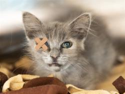 Shelter Stray Female Cat last seen Near BLOCK W CLOUSE DR, 5501 E Van Buren St, Phoenix, AZ 85008, USA