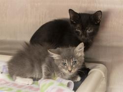 Shelter Stray Male Cat last seen UNIVERSITY/GILBERT RD, 5501 E Van Buren St, Phoenix, AZ 85008, USA